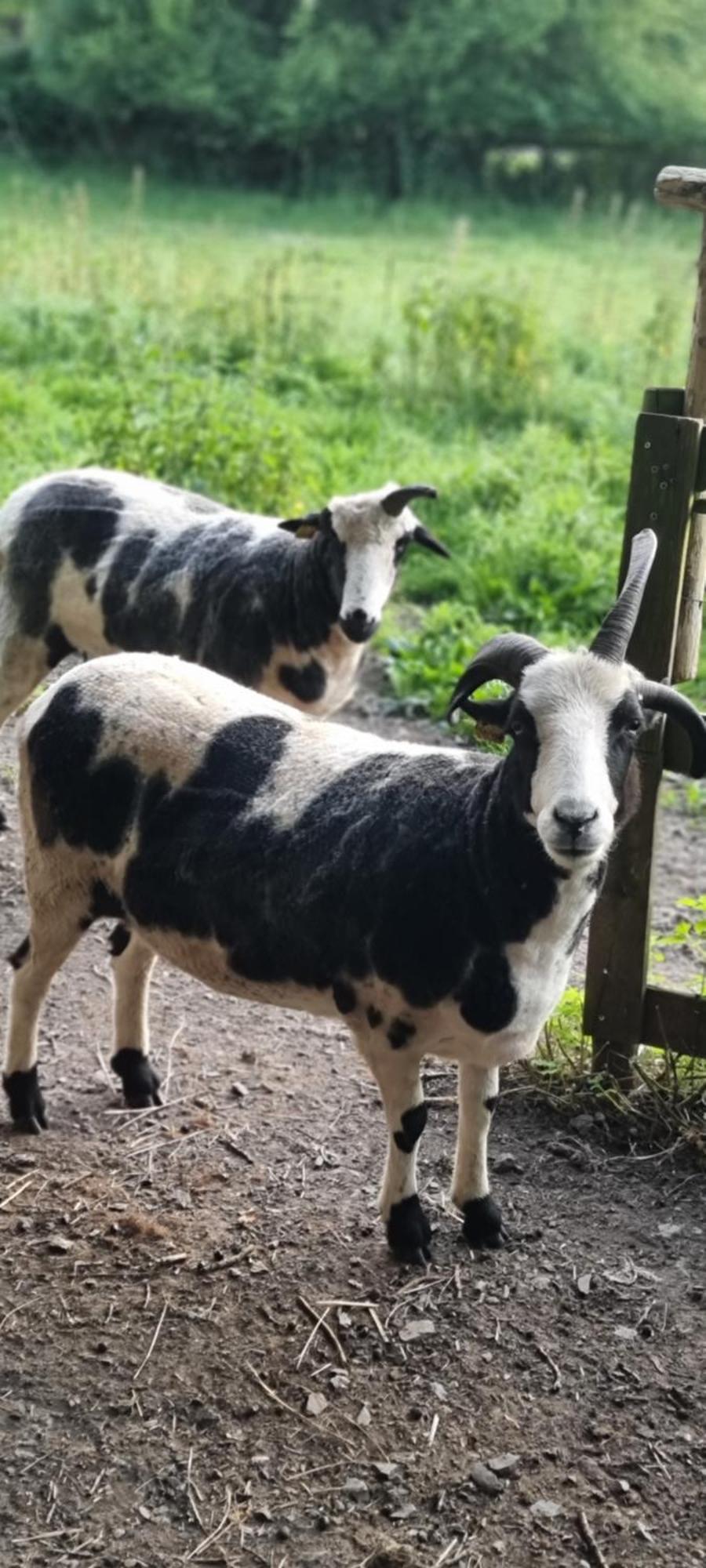 Chambres D'Hotes Ferme De La Baie Roz-sur-Couesnon Esterno foto